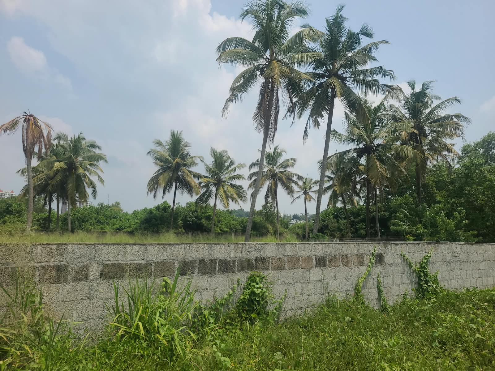 50 cents of Land