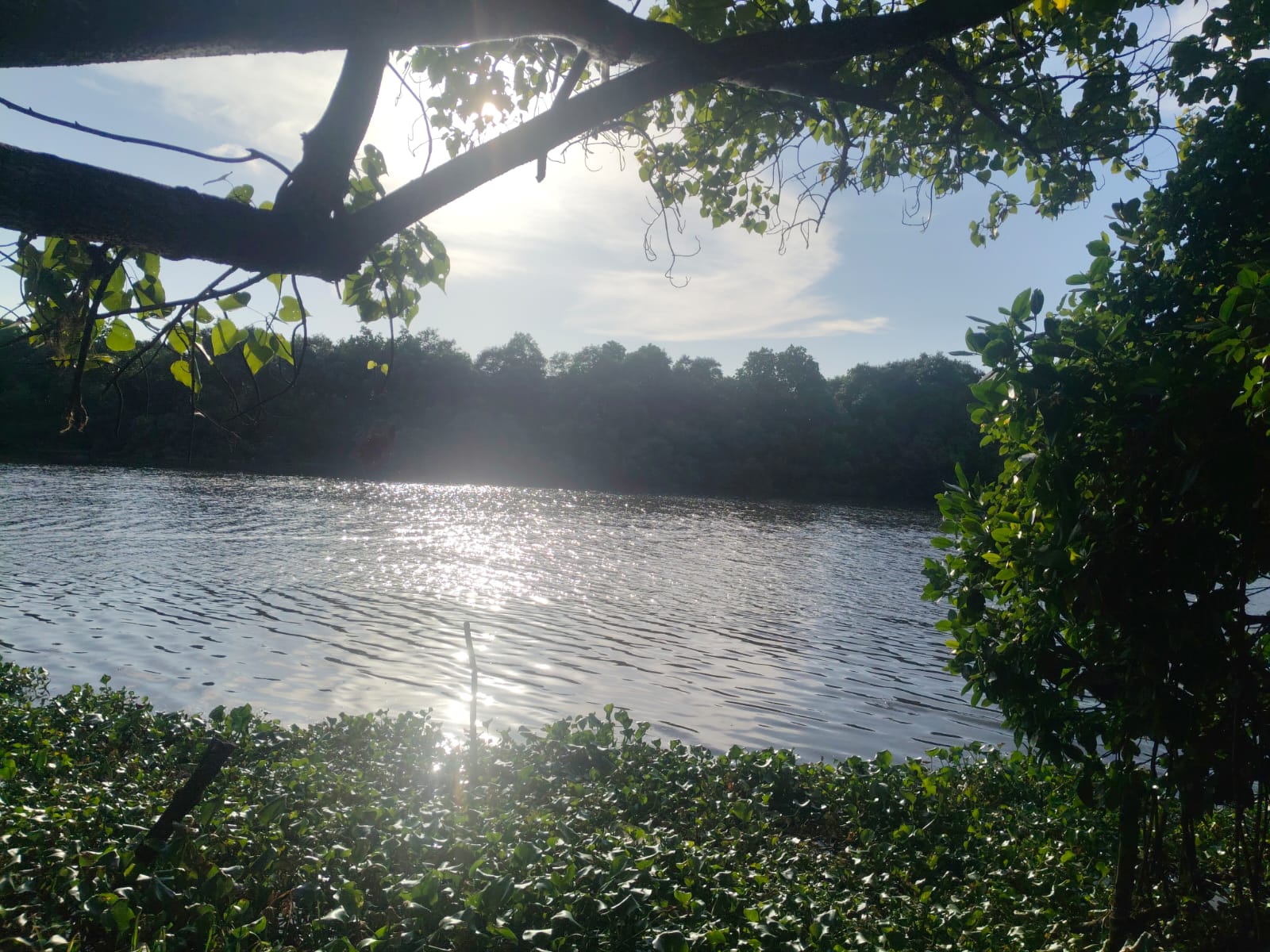50 cents of Waterfront Land - for sale in Maradu, Kochi ( Ernakulam ), Kerala