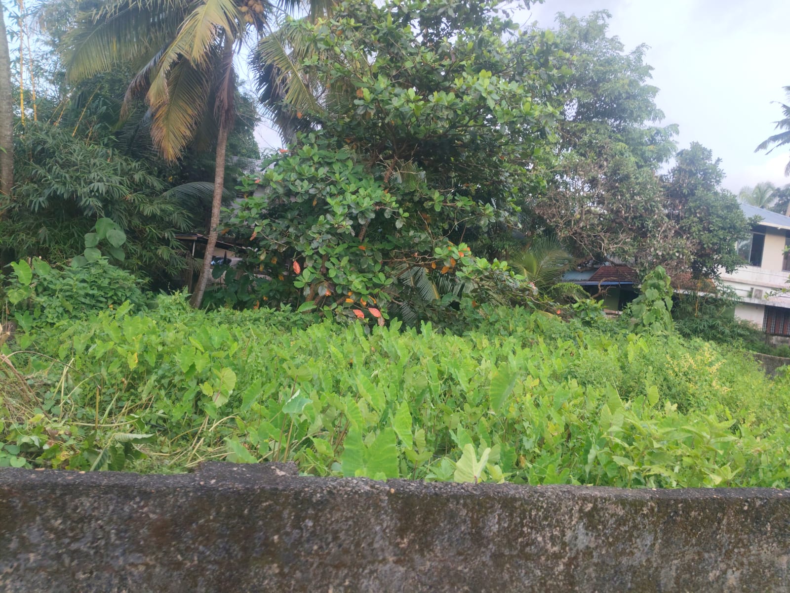 6 cents of Land - for sale in Kundanoor, Kochi ( Ernakulam ), Kerala