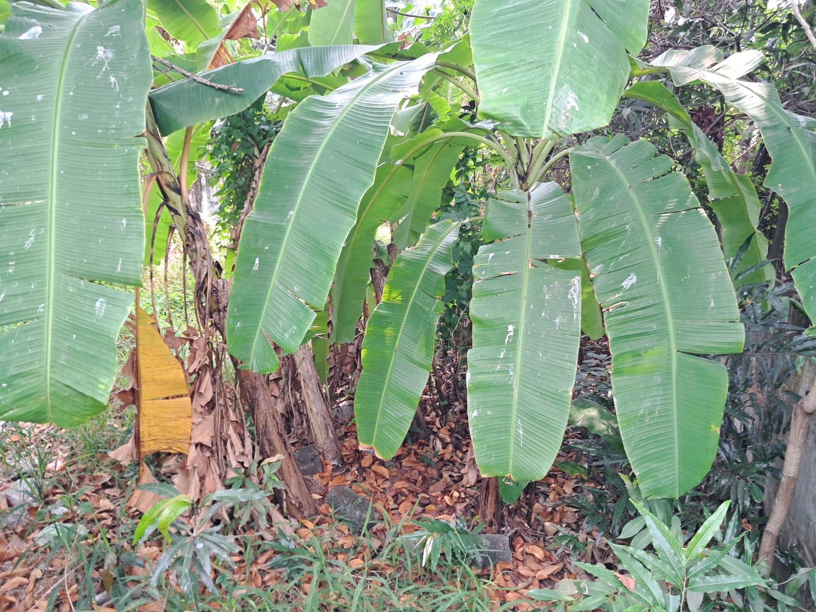 6 cents of Residential Property - for sale in Petta, Kochi ( Ernakulam ), Kerala