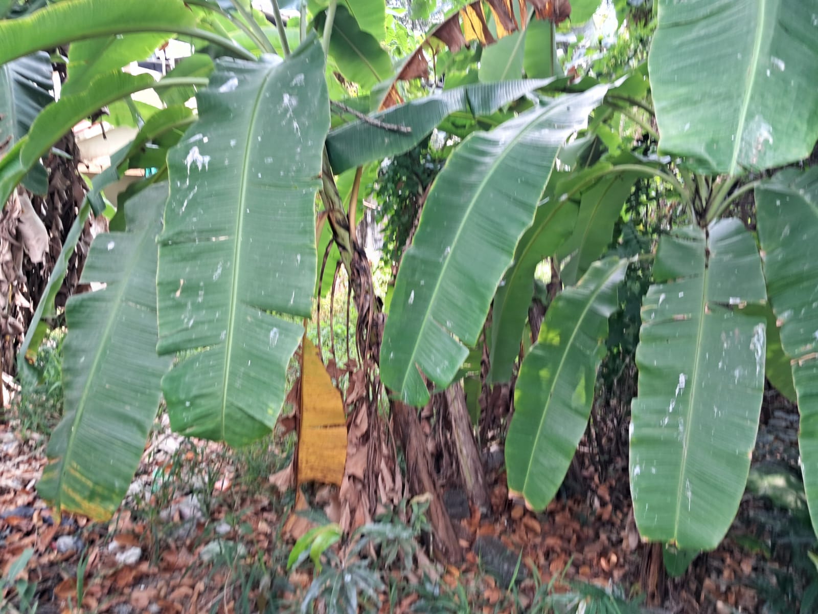 6 cents of Residential Property