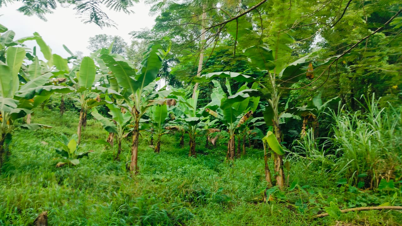 60 Cents of Land