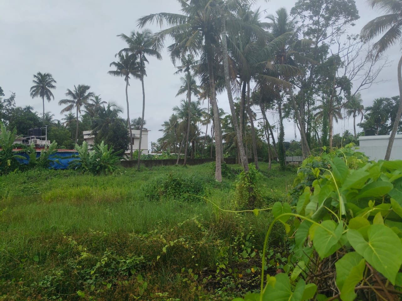 60 Cents of Water Front Plot - for sale in Madavana, Kochi ( Ernakulam ), Kerala