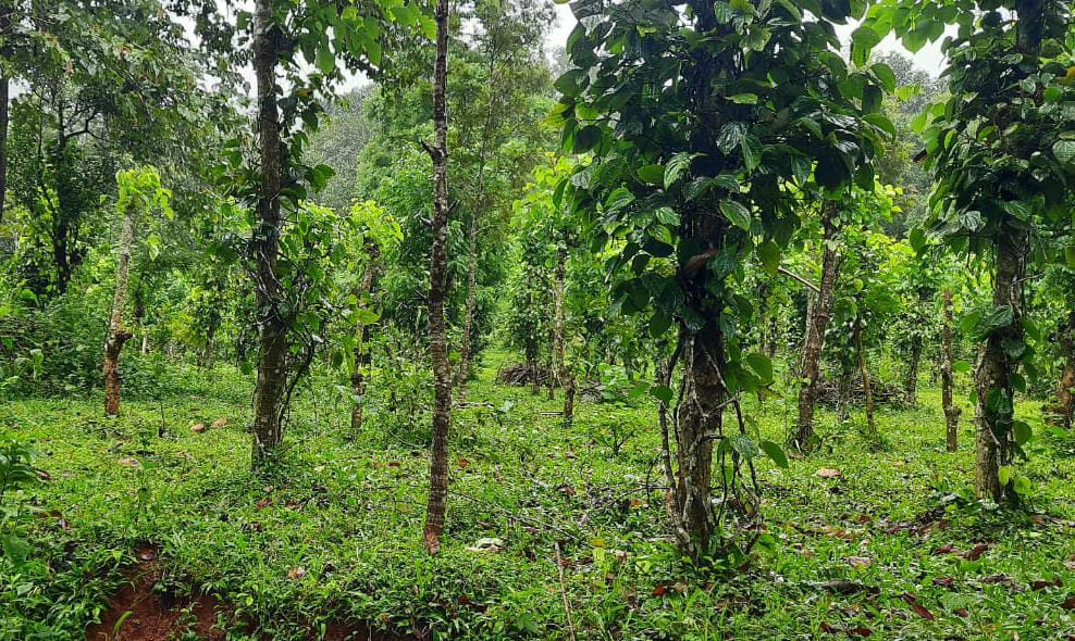 7.5Acre of Land with 1400sqft House