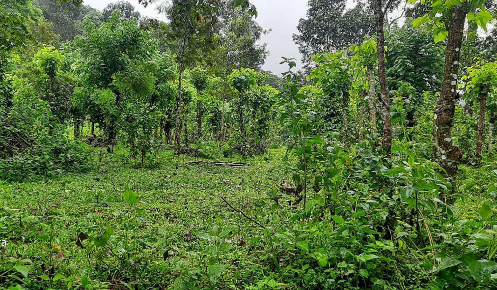7.5Acre of Land with 1400sqft House