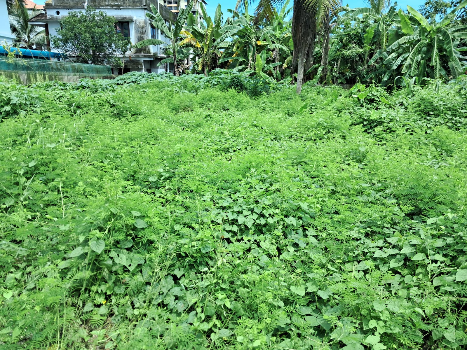 7.700Cents of Residential Property - for sale in kadavanthra, Kochi ( Ernakulam ), Kerala