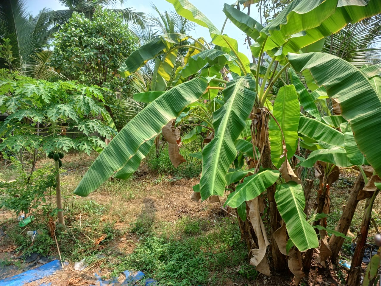 7 Cent of Land - for sale in Maradu, Kochi ( Ernakulam ), Kerala