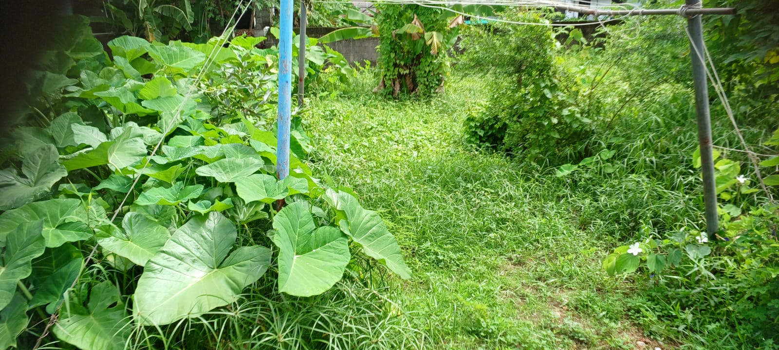7 cents of Land - for sale in Kathrikadav, Kochi ( Ernakulam ), Kerala