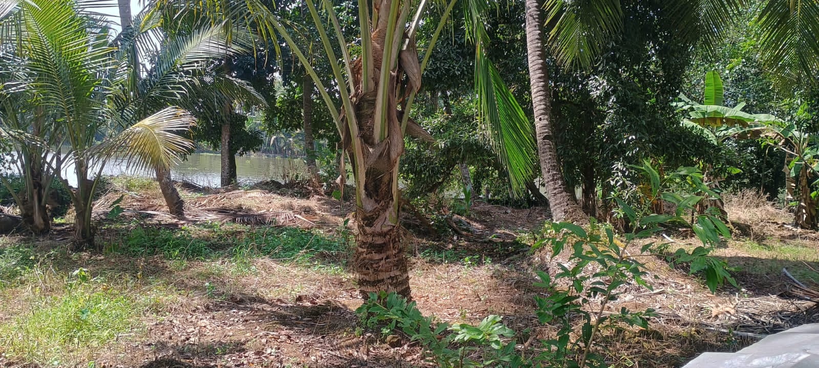 70cents of Land with 8BHK Old Heritage House