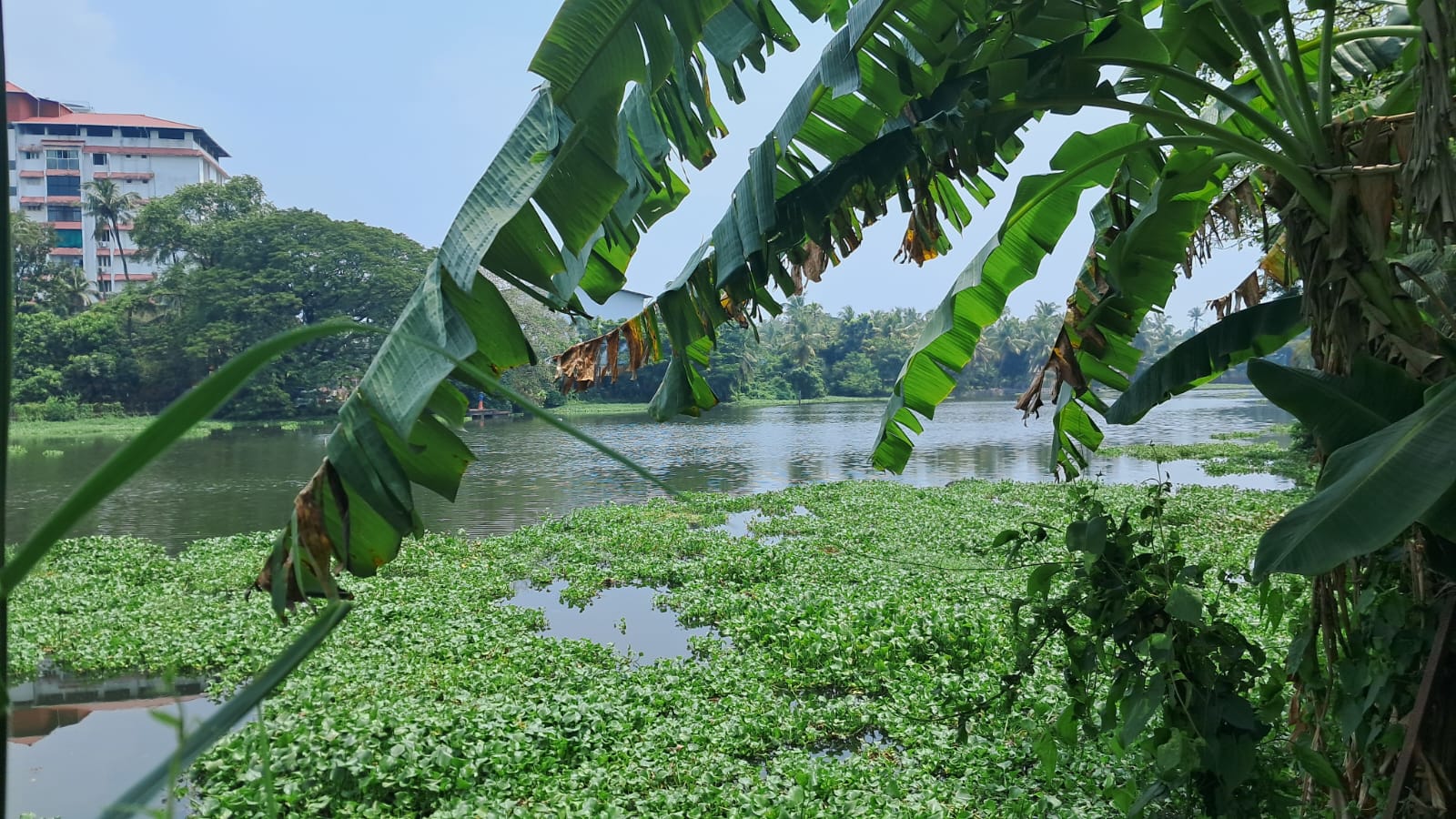 8.300 cents of Waterfront Land with Old House - for sale in Maradu, Kochi ( Ernakulam ), Kerala