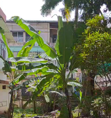 8 cent Commercial/ Residential property - for sale in Kadavanthra, Kochi ( Ernakulam ), Kerala