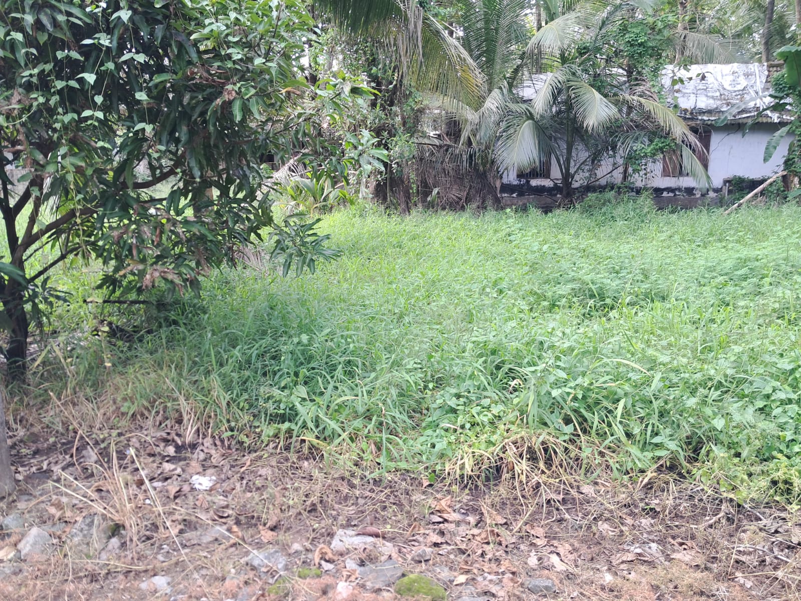 8 Cents of Commercial/Residential Property - for sale in Chakaraparambu, Kochi, Kerala