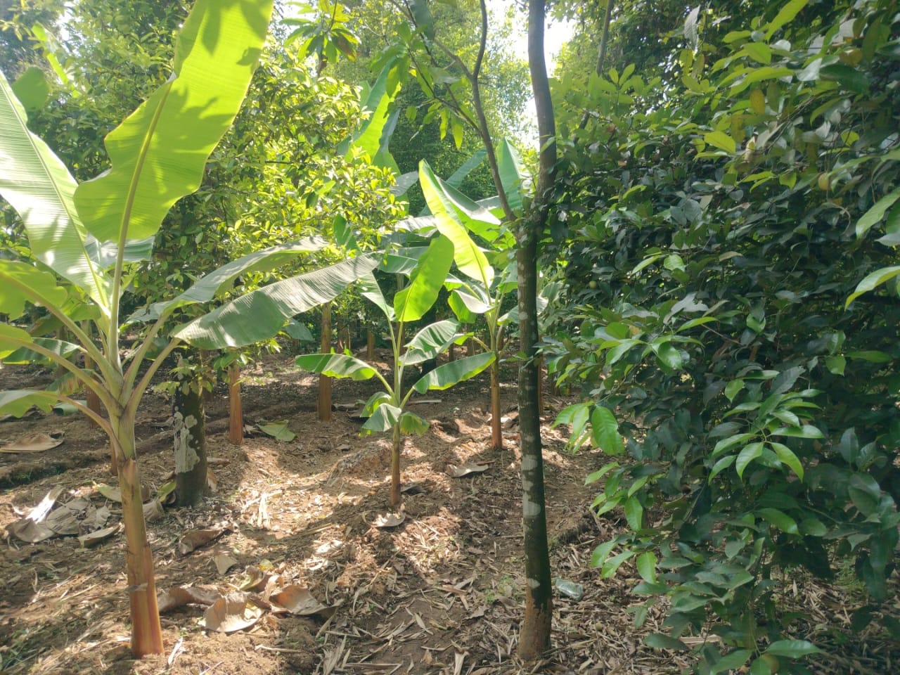 85 Cent of Land - for sale in Angamaly, Kochi ( Ernakulam ), Kerala
