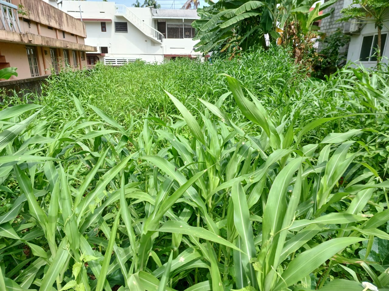 8cents of land in Kumaransan Nagar, Kadavanthra - for sale in Kumaranasan Nagar Kadavantra, Kochi ( Ernakulam ), Kerala
