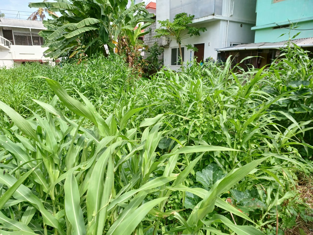 8cents of land in Kumaransan Nagar, Kadavanthra