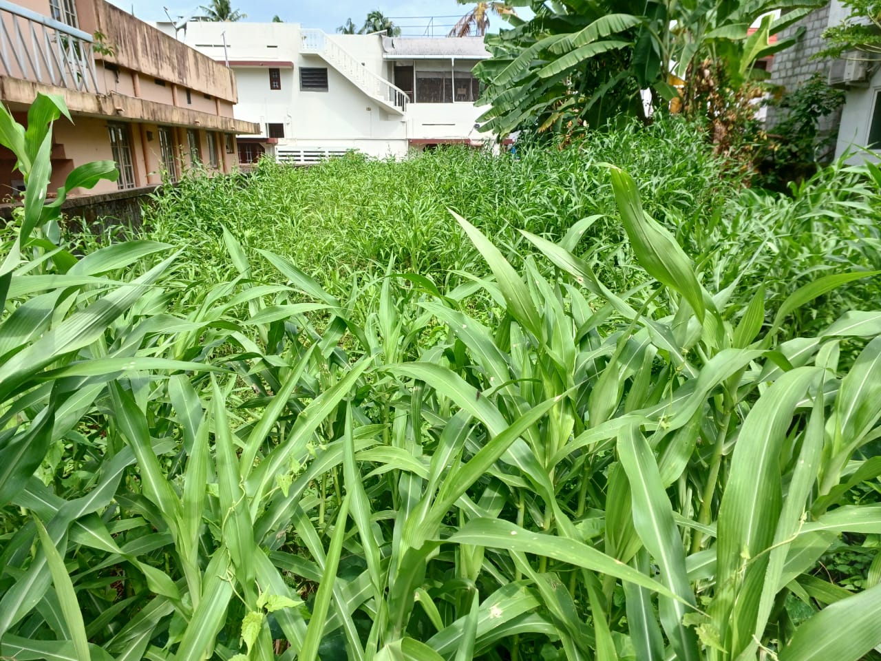 8cents of land in Kumaransan Nagar, Kadavanthra