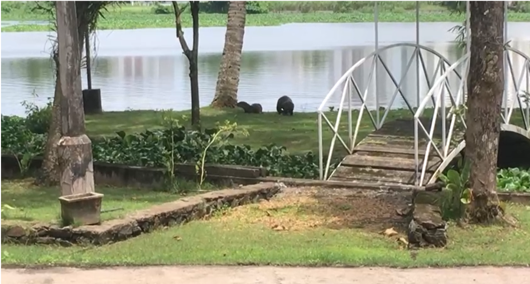 90 Cent of Land with old House in Gated Villa