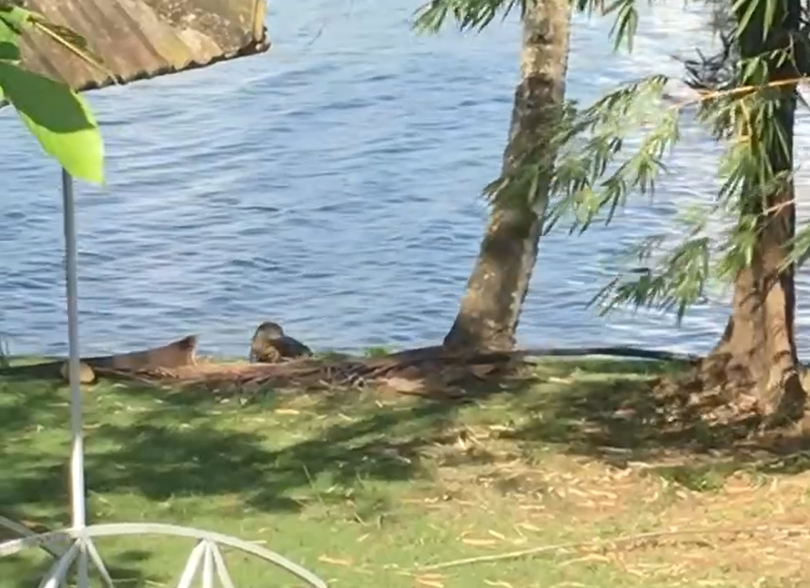 90 Cent of Land with old House in Gated Villa