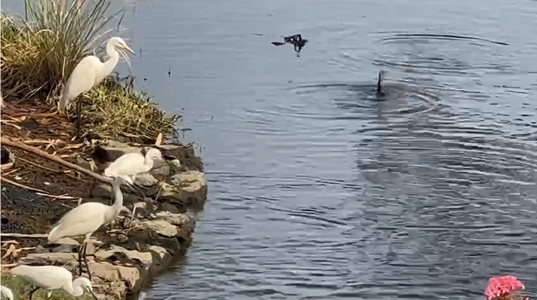 90 Cent of Land with old House in Gated Villa