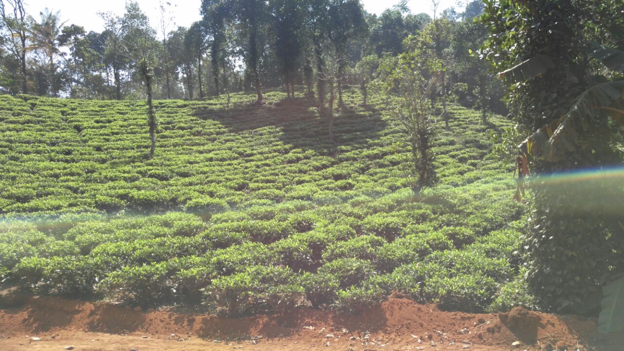13Acres of land