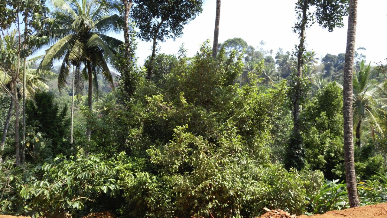 13Acres of land