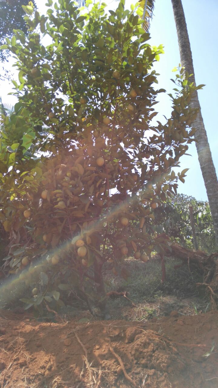13Acres of land