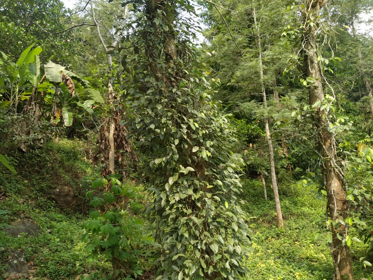 1Acres of Land with house - for sale in Adimaly Idukki, Idukki, Kerala