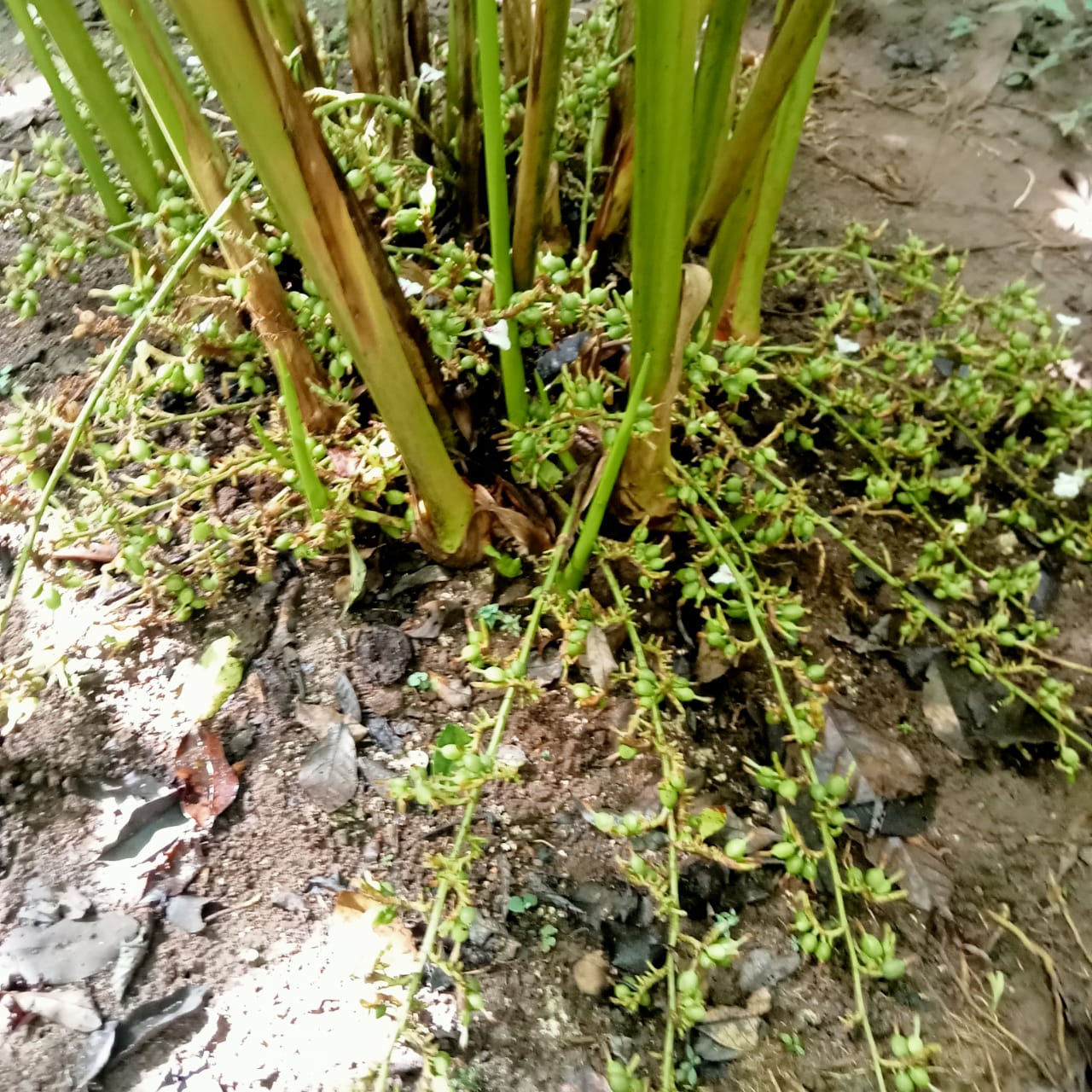 5 Acres of Land - for sale in Anachal, Idukki, Kerala