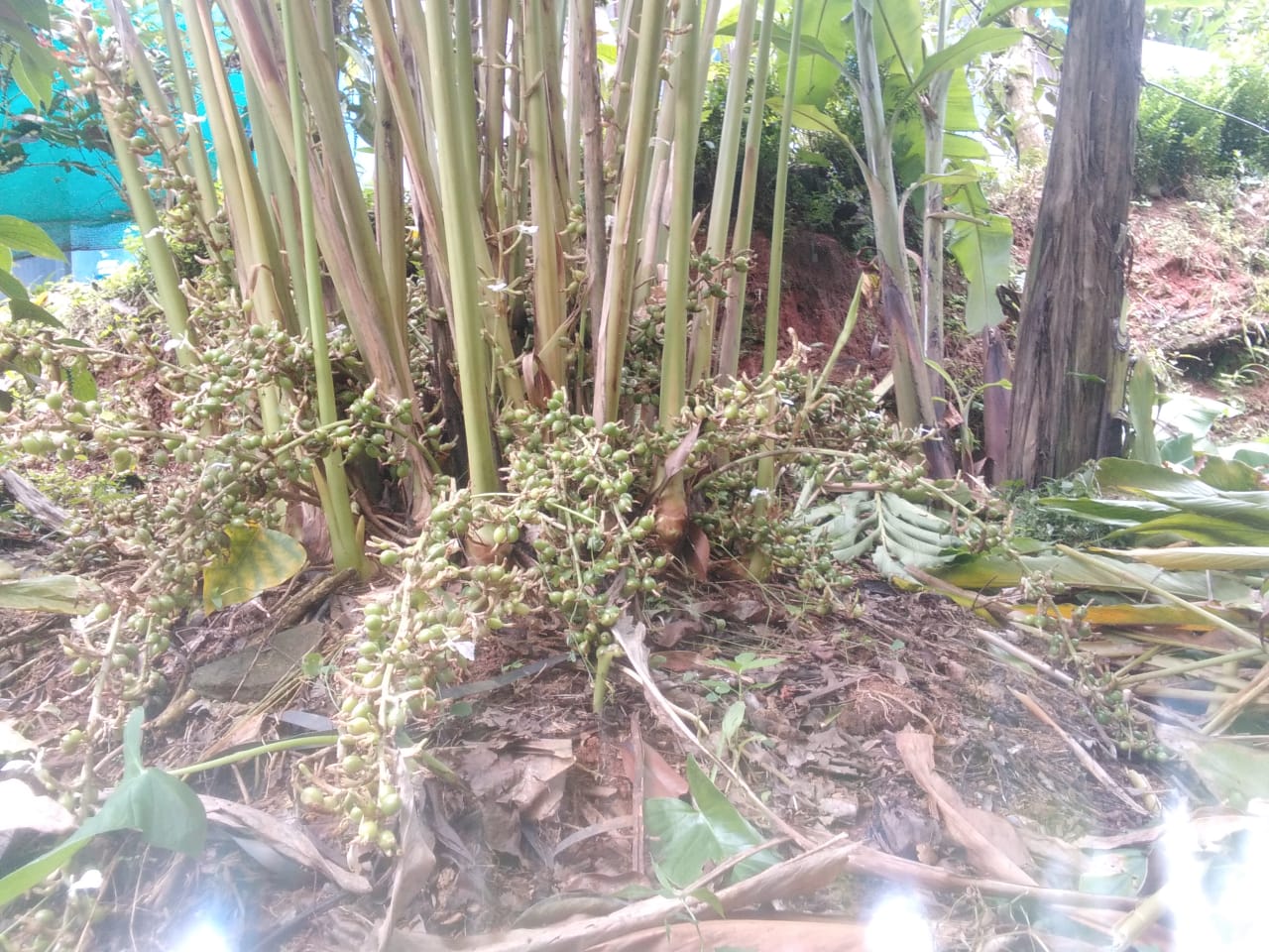 5 ACres of Land with a House - for sale in Rajakkad, Idukki, Kerala