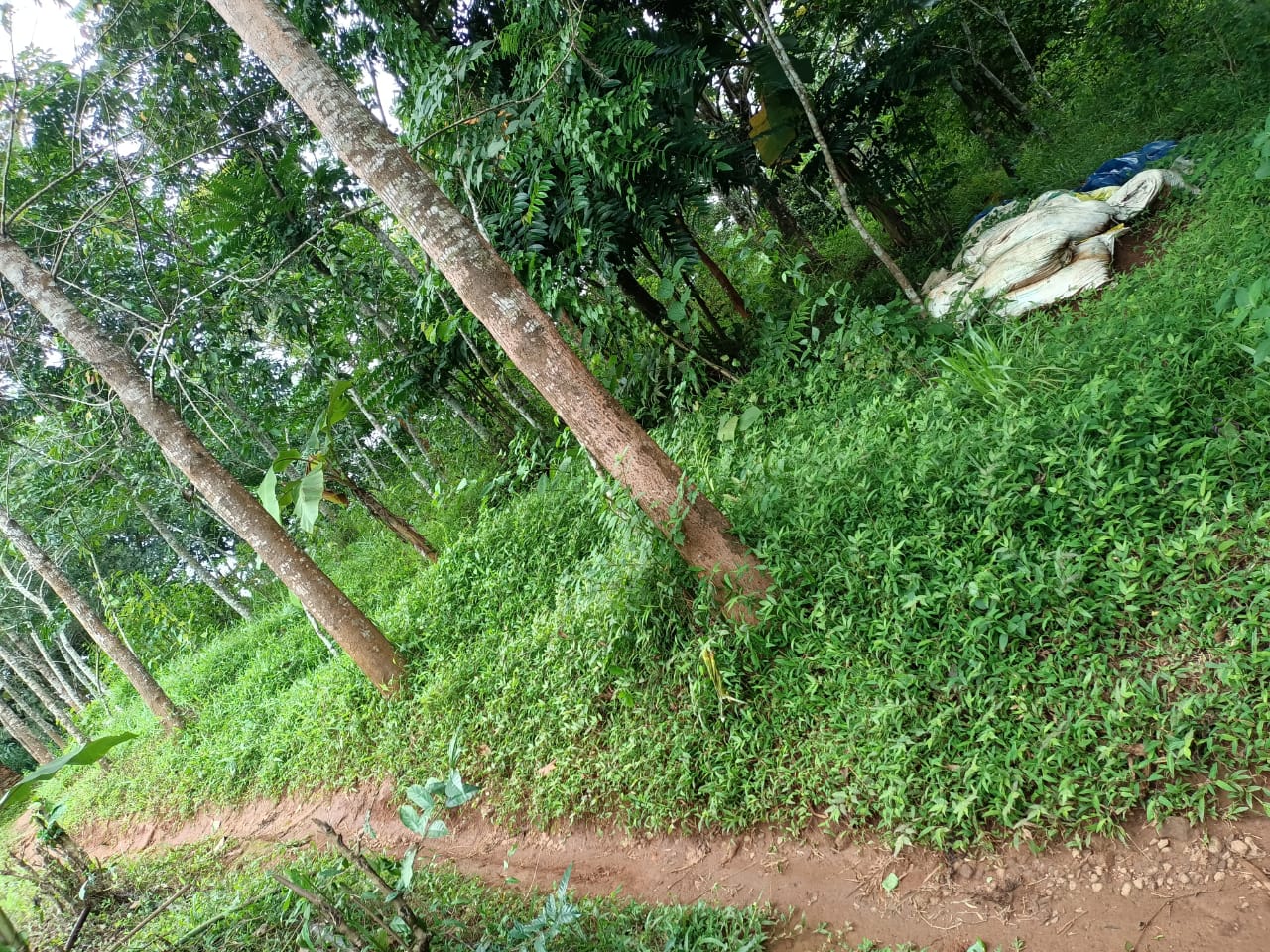 175 cents of Land with old house in Piravom - for sale in Ezhakkaranaad, Kochi ( Ernakulam ), Kerala