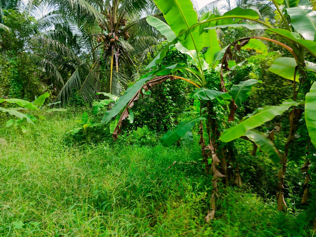 15cent land Sreemoolanagaram, Aluva