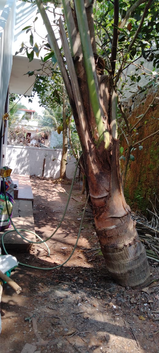 3BHK Semifurnished House with 5Cent Land - for sale in pukkattupady, Kochi ( Ernakulam ), Kerala
