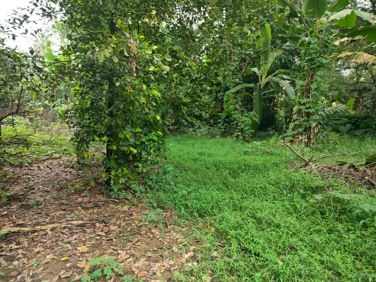 6 cent of House plot