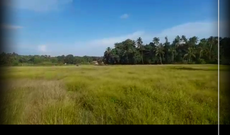 10 Acres of Paddy field for sale. - for sale in Elavoor Angamaly, Kochi ( Ernakulam ), Kerala