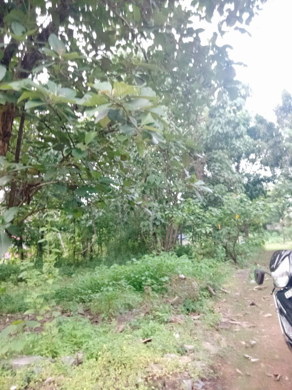 7 cents of Residential Land in Pallikkara