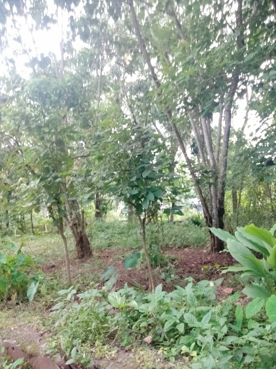 7 cents of Residential Land in Pallikkara