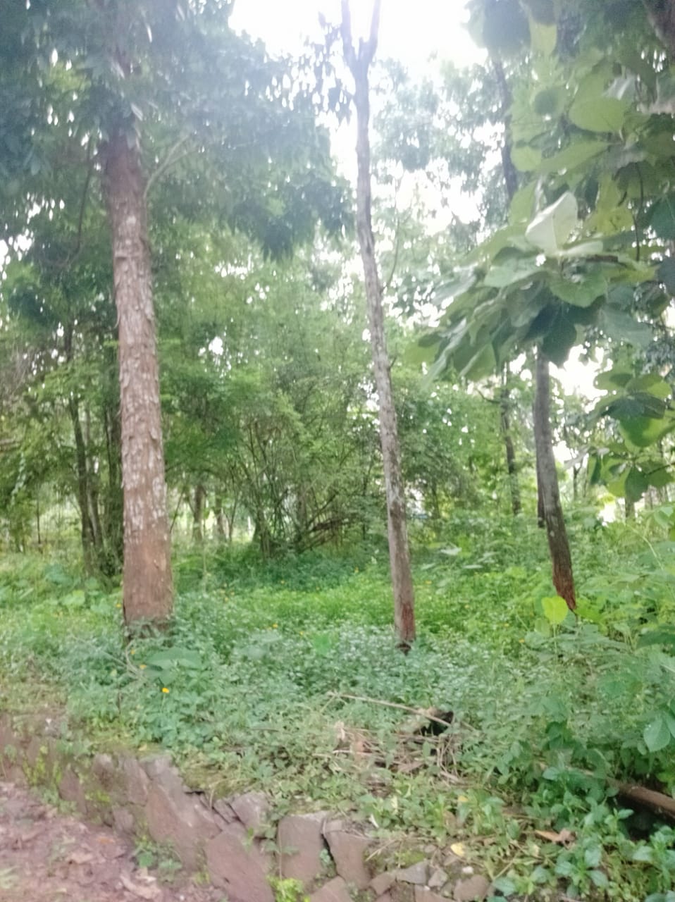 7 cents of Residential Land in Pallikkara