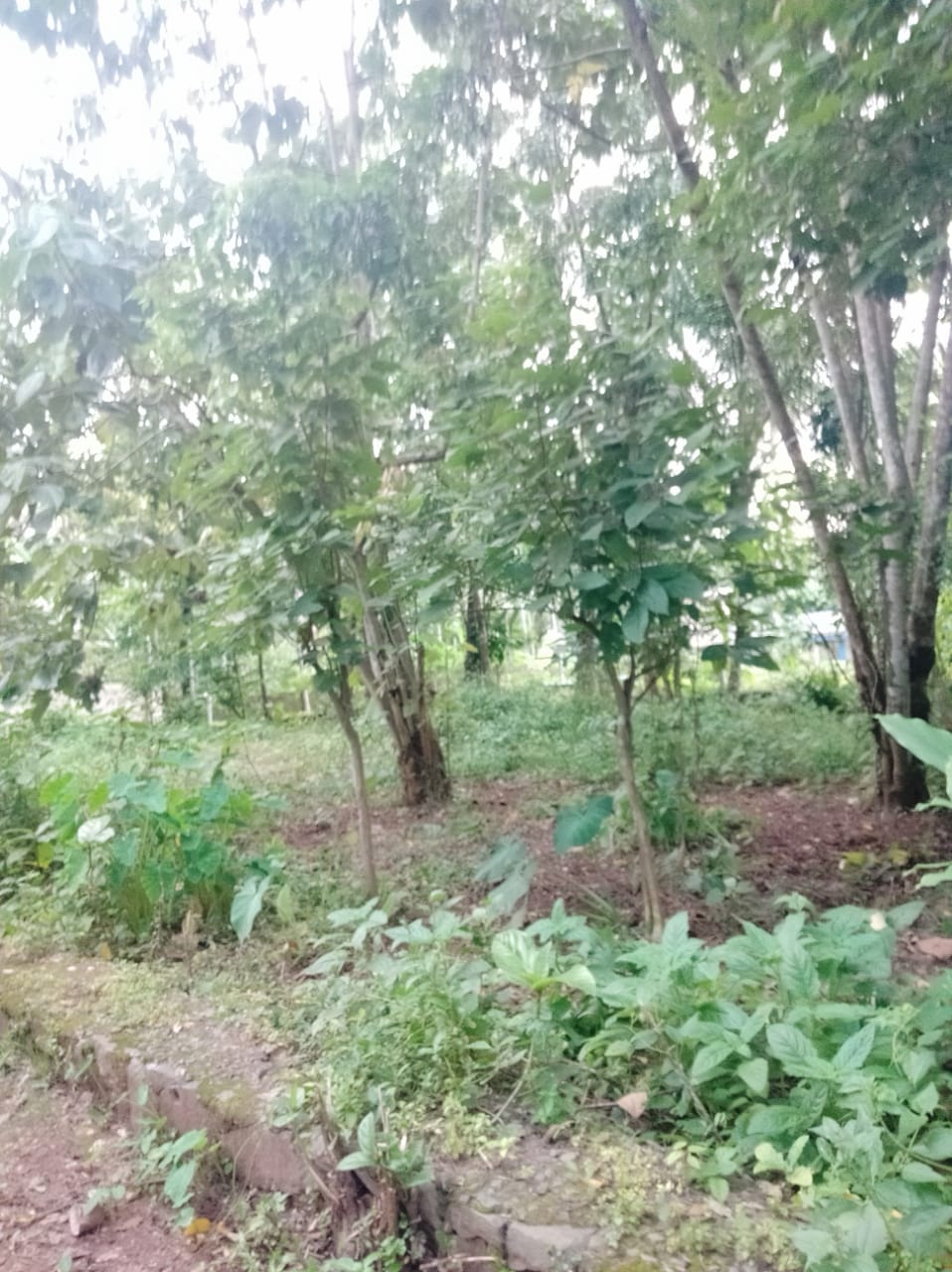 7 cents of Residential Land in Pallikkara