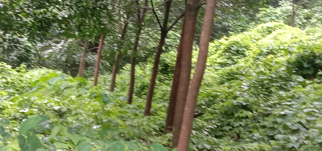 25 Acres  Land. - for sale in Kidangoor Angamaly Ernakulam, Kochi ( Ernakulam ), Kerala