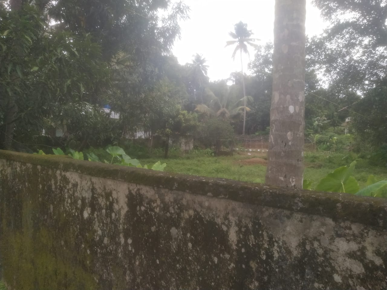 25  Cent Land for sale. - for sale in Champannoor, Kochi ( Ernakulam ), Kerala