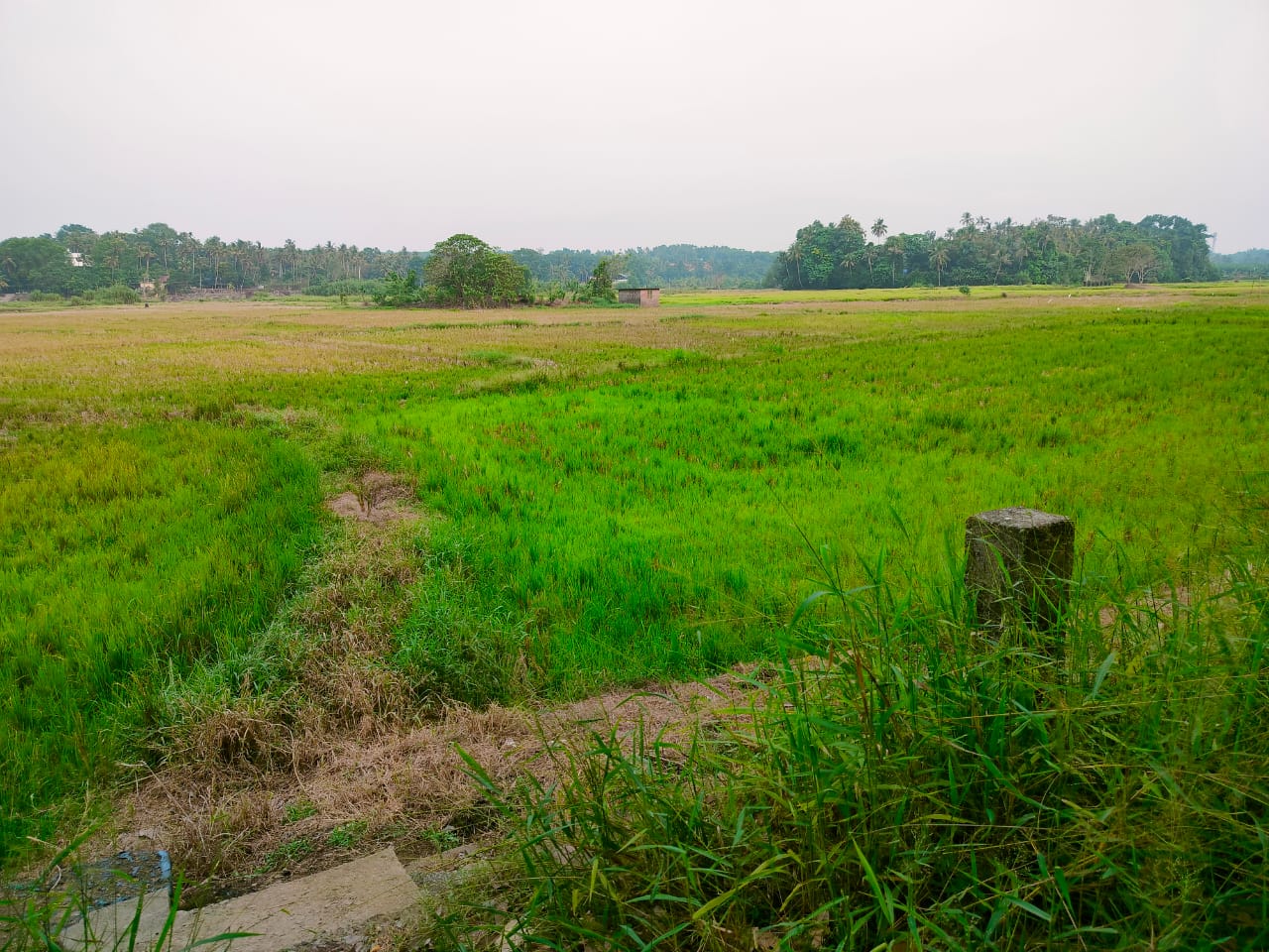 30 Acres of Agricultural Land - for sale in Elavoor, Kochi ( Ernakulam ), Kerala