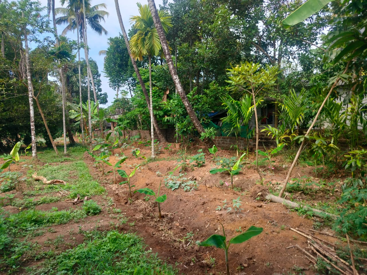 33 cent of Residential plot Parappuram, Kanjoor