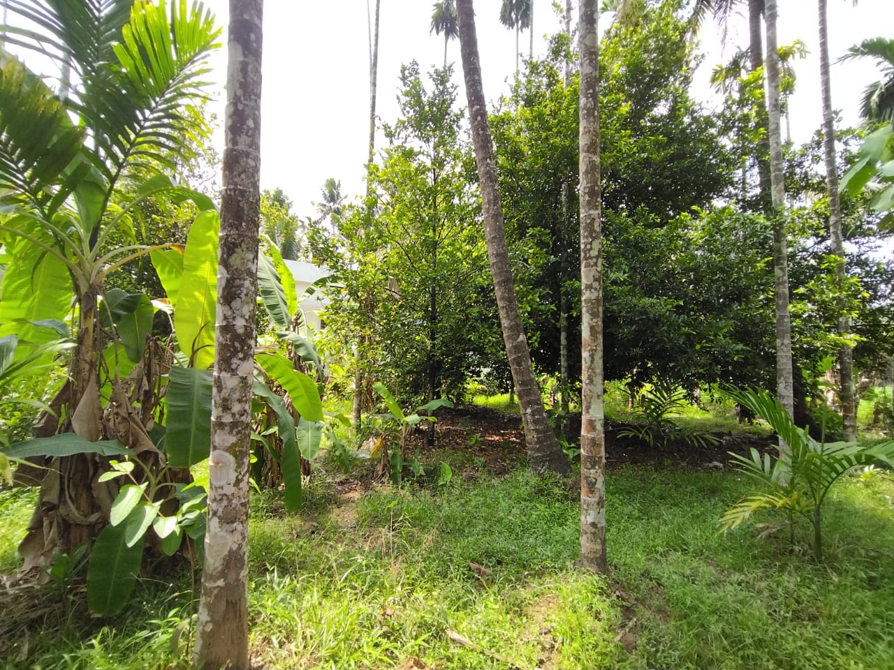 2 Acres of Prime Commercial/ Residential plots in Vagamon