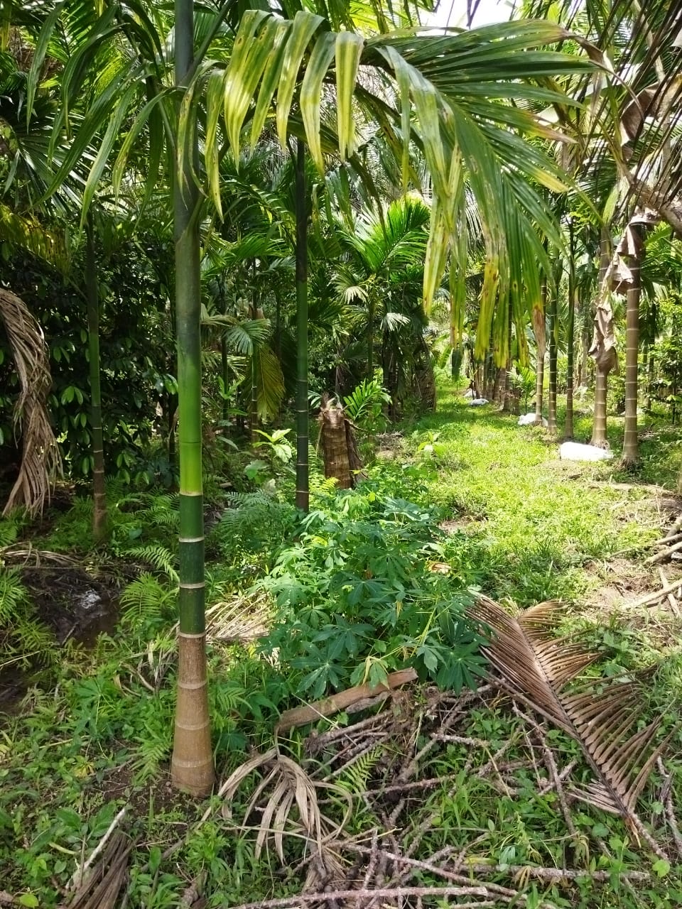 2 Acres of Prime Commercial/ Residential plots in Vagamon