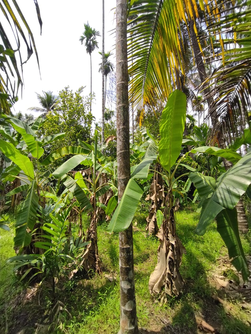 2 Acres of Prime Commercial/ Residential plots in Vagamon