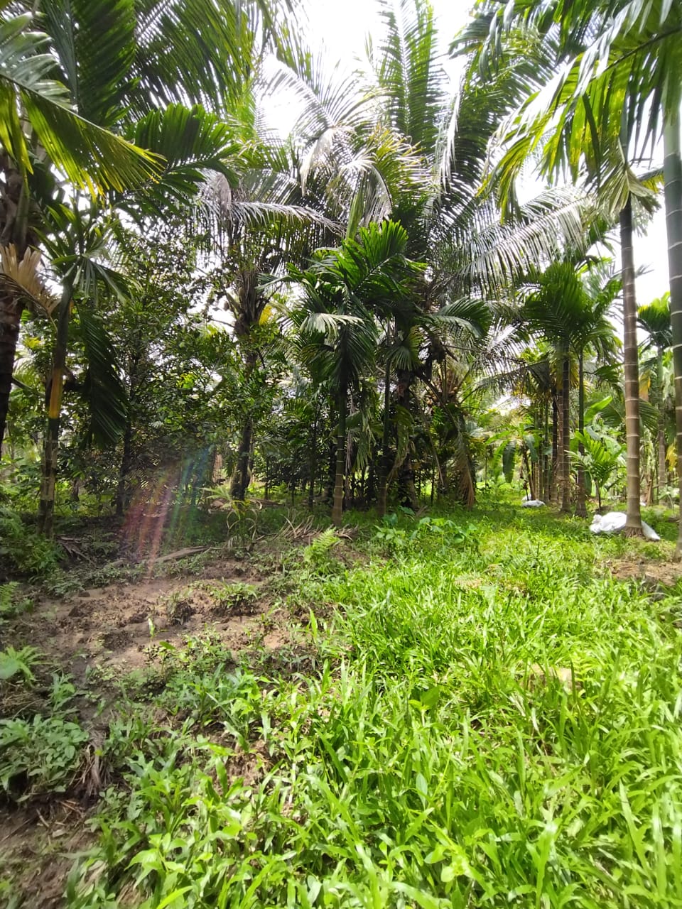 2 Acres of Prime Commercial/ Residential plots in Vagamon