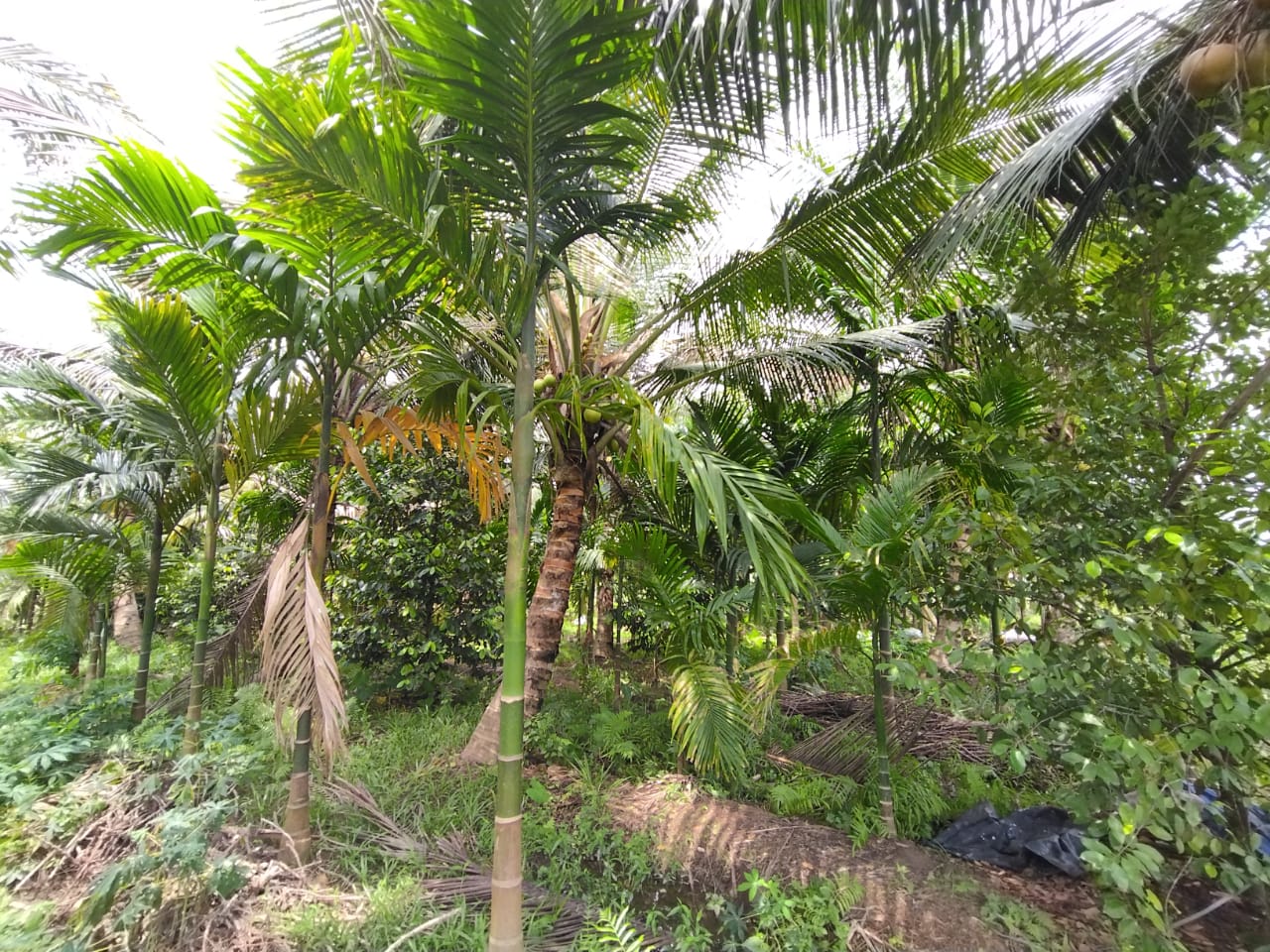 2 Acres of Prime Commercial/ Residential plots in Vagamon