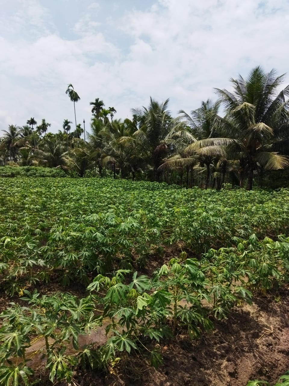 2 Acres of Prime Commercial/ Residential plots in Vagamon