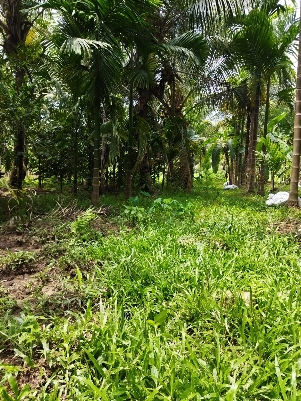 2 Acres of Prime Commercial/ Residential plots in Vagamon
