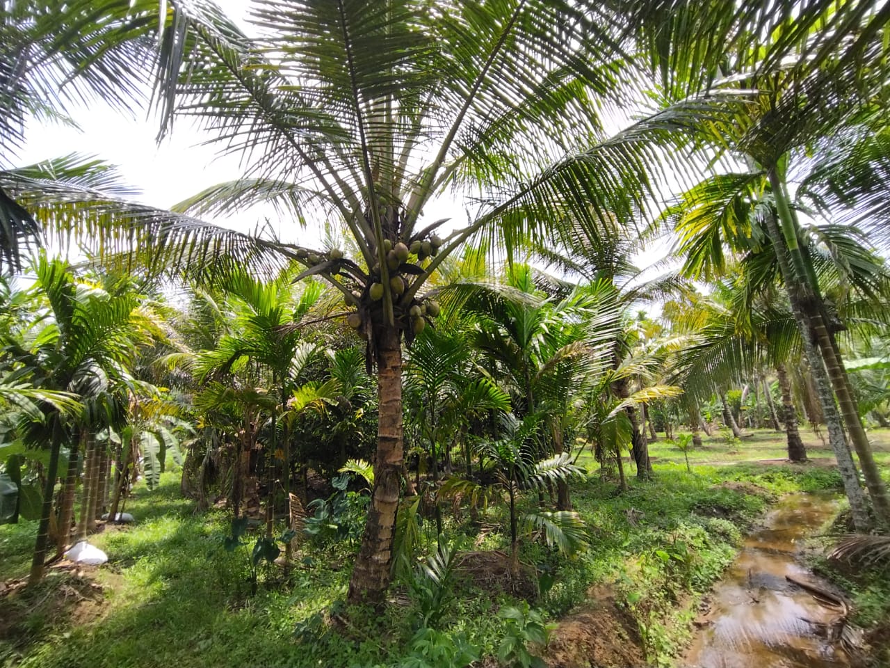 2 Acres of Prime Commercial/ Residential plots in Vagamon